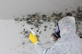 Why You Should Choose Our Mold Remediation Services in Millcreek, UT